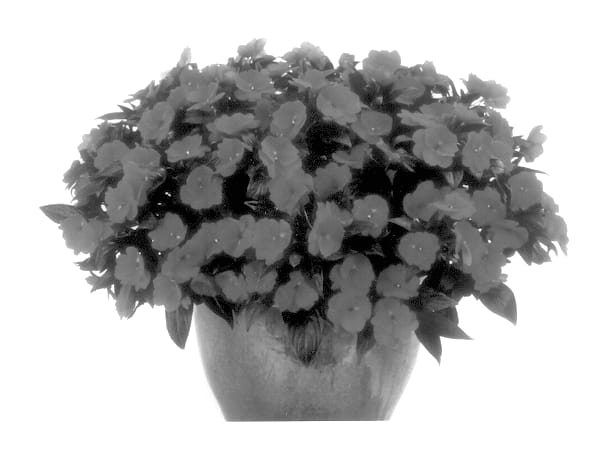 Figure 1 of US plant patent PP13996, the photograph of Balcelbono printed in the patent.