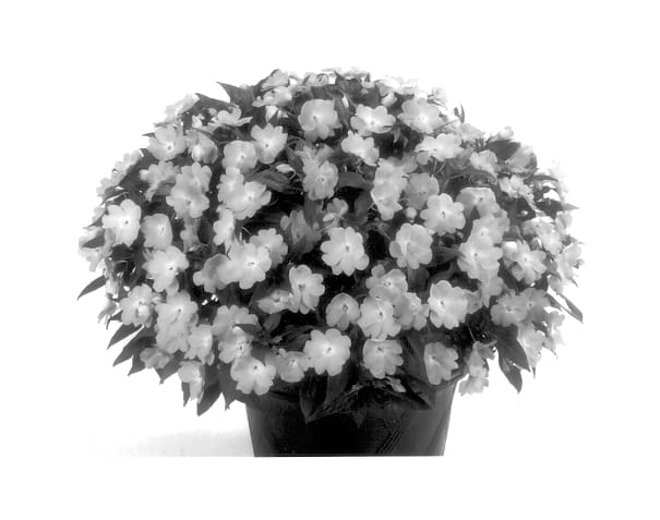 Figure 1 of US plant patent PP13997, the photograph of Balceblali printed in the patent.