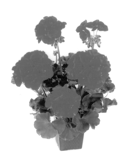 Figure 1 of US plant patent PP13998, the photograph of Baldescher printed in the patent.