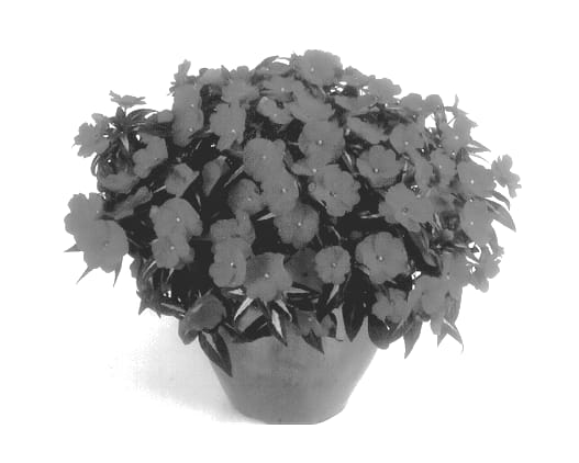 Figure 1 of US plant patent PP13999, the photograph of Balcebpurp printed in the patent.