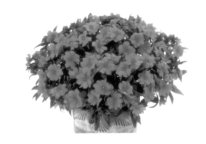 Figure 1 of US plant patent PP14000, the photograph of Balcelsuna printed in the patent.