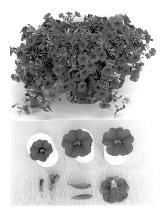 Figure 1 of US plant patent PP14001, the photograph of Kiecadros printed in the patent.