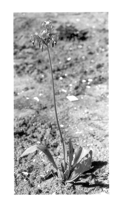 Figure 1 of US plant patent PP14002, the photograph of Aphrodite printed in the patent.