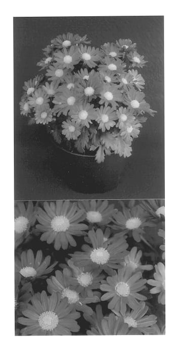 Figure 1 of US plant patent PP14003, the photograph of Yoregina printed in the patent.