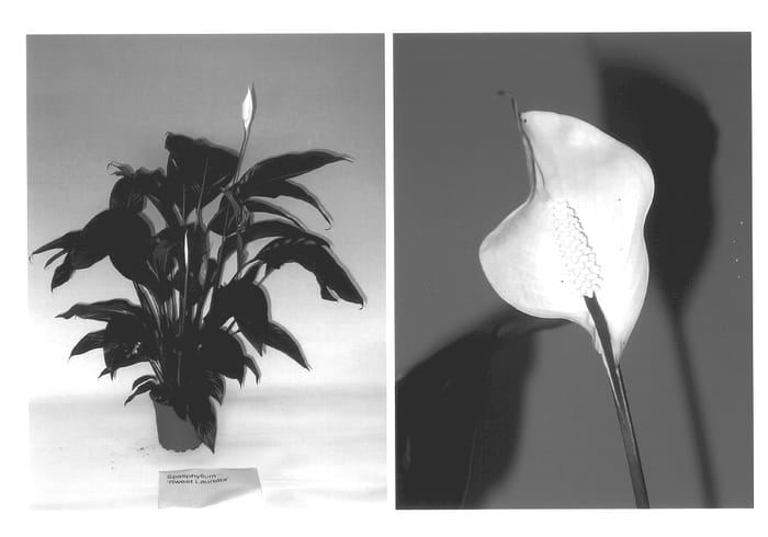 Figure 1 of US plant patent PP14004, the photograph of Sweet Lauretta printed in the patent.