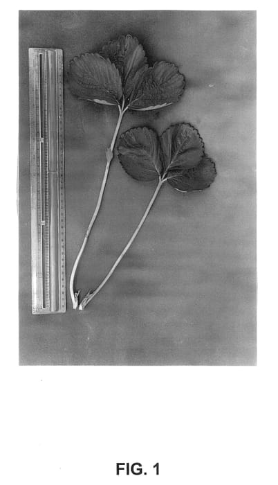 Figure 1 of US plant patent PP14005, the photograph of Driscoll El Capitan printed in the patent.