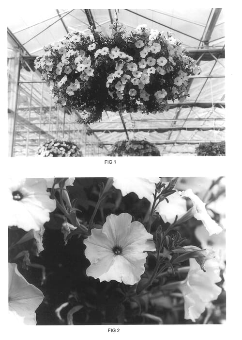 Figure 1 of US plant patent PP14006, the photograph of Kakegawa S60 printed in the patent.
