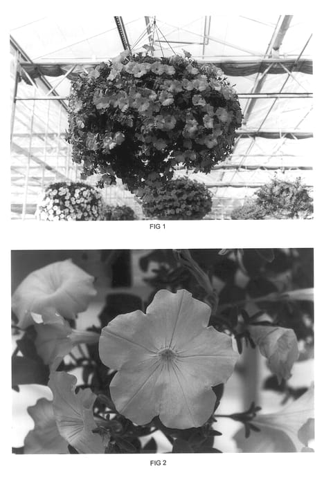 Figure 1 of US plant patent PP14007, the photograph of Kakegawa S57 printed in the patent.