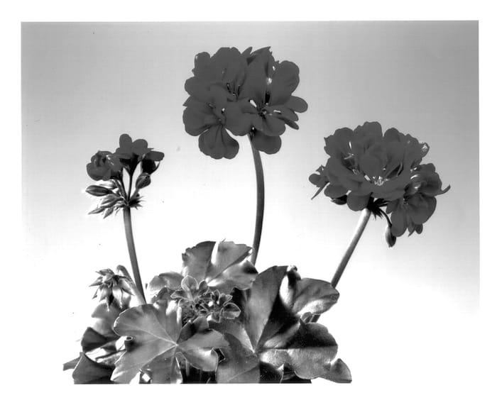 Figure 1 of US plant patent PP14008, the photograph of Fip 101 printed in the patent.