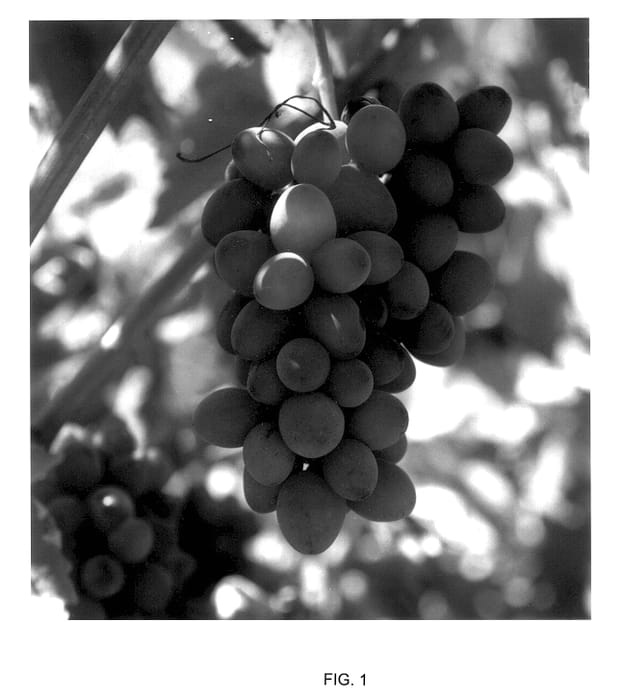 Figure 1 of US plant patent PP14009, the photograph of 14-37-111 printed in the patent.