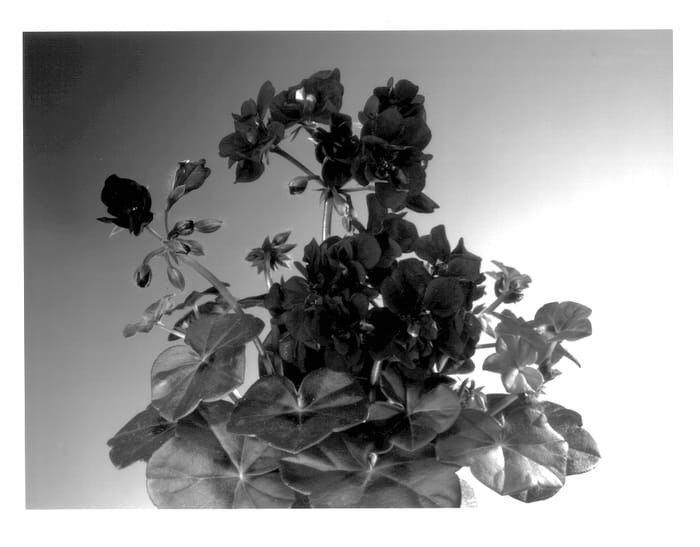 Figure 1 of US plant patent PP14010, the photograph of Fip 165 printed in the patent.
