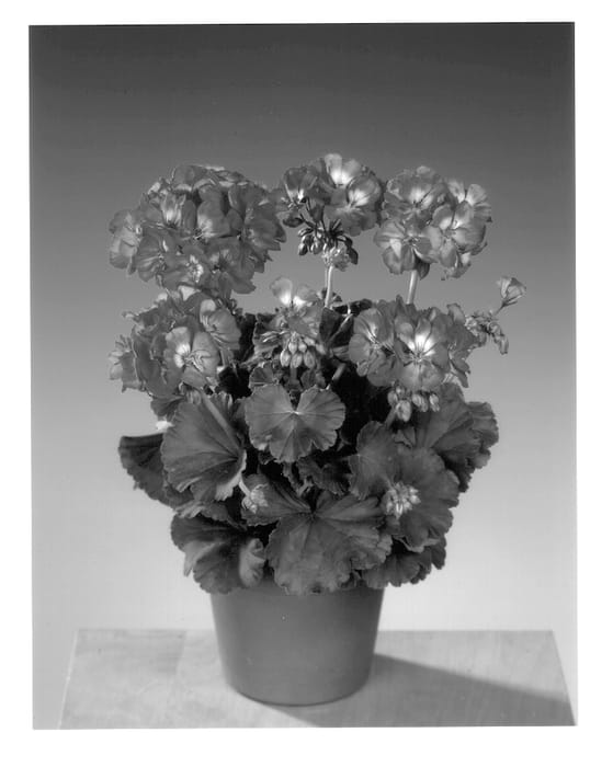 Figure 1 of US plant patent PP14011, the photograph of Fip 750 printed in the patent.