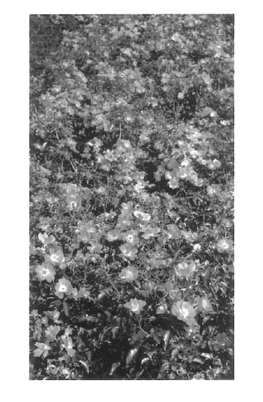 Figure 1 of US plant patent PP14012, the photograph of Bokramar printed in the patent.