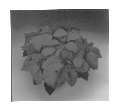 Figure 1 of US plant patent PP14013, the photograph of Winterfest Red printed in the patent.