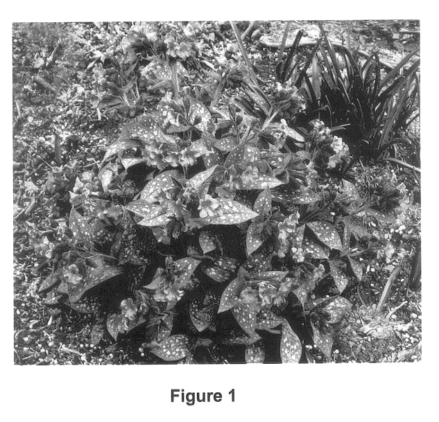 Figure 1 of US plant patent PP14014, the photograph of Mountain Magic printed in the patent.
