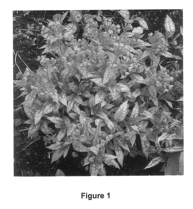 Figure 1 of US plant patent PP14015, the photograph of Irish Spring printed in the patent.