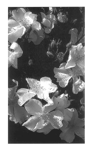 Figure 1 of US plant patent PP14016, the photograph of Bokrarug printed in the patent.