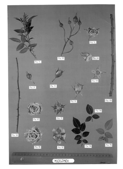 Figure 1 of US plant patent PP14017, the photograph of Meistadi printed in the patent.