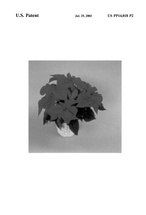 Figure 3 of US plant patent PP14018, the photograph of Festival Rose printed in the patent.