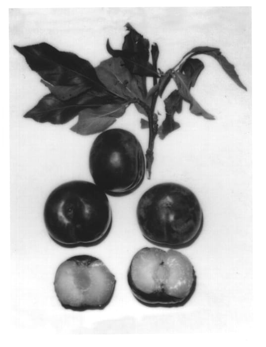 Figure 1 of US plant patent PP14019, the photograph of Early Danae printed in the patent.
