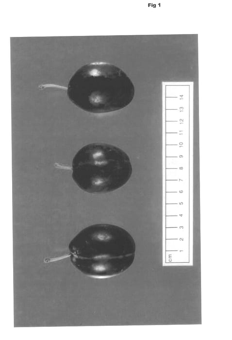 Figure 1 of US plant patent PP14020, the photograph of Kenmore Plum printed in the patent.