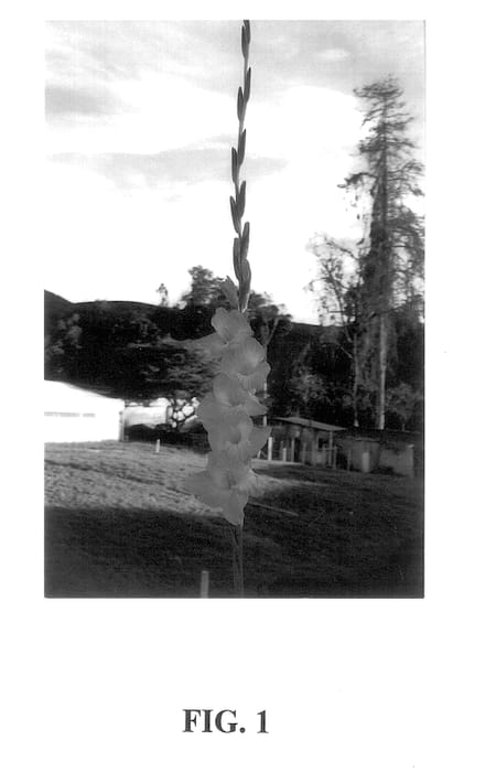 Figure 1 of US plant patent PP14021, the photograph of Princess Lee printed in the patent.