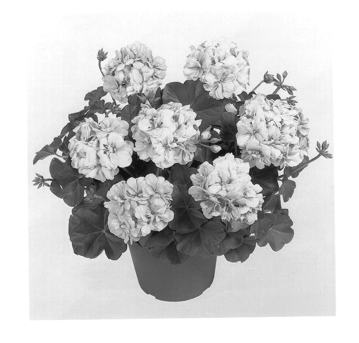 Figure 1 of US plant patent PP14022, the photograph of Duecel printed in the patent.