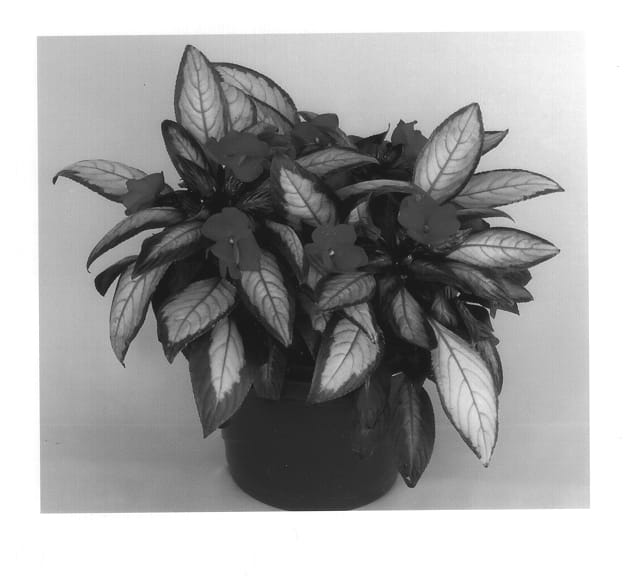 Figure 1 of US plant patent PP14023, the photograph of Kiadime printed in the patent.