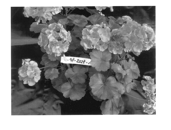 Figure 1 of US plant patent PP14024, the photograph of Duevisal printed in the patent.