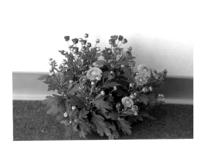 Figure 1 of US plant patent PP14025, the photograph of MOZA BN 01 printed in the patent.