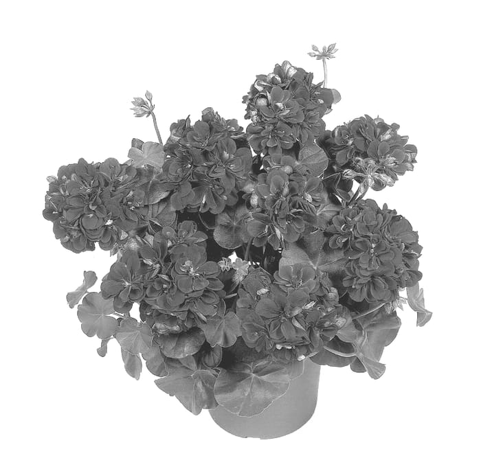 Figure 1 of US plant patent PP14026, the photograph of Duemerl printed in the patent.