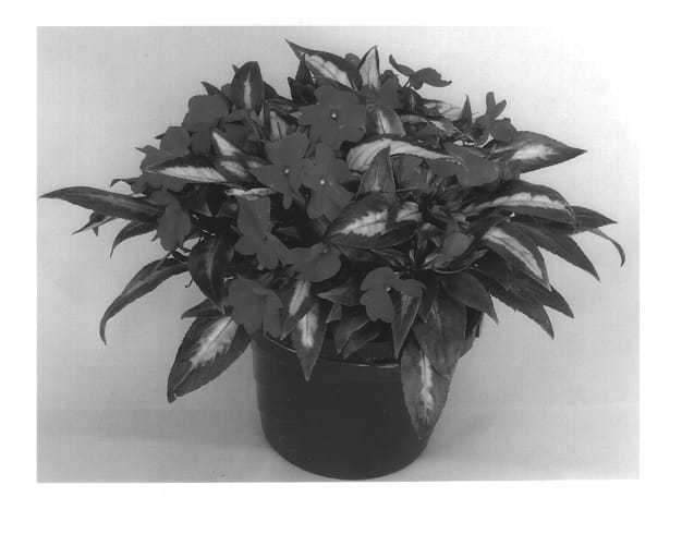 Figure 1 of US plant patent PP14027, the photograph of Kioma printed in the patent.