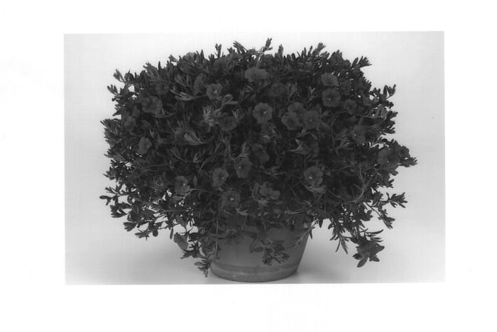 Figure 1 of US plant patent PP14028, the photograph of Illumination Rose 2 printed in the patent.