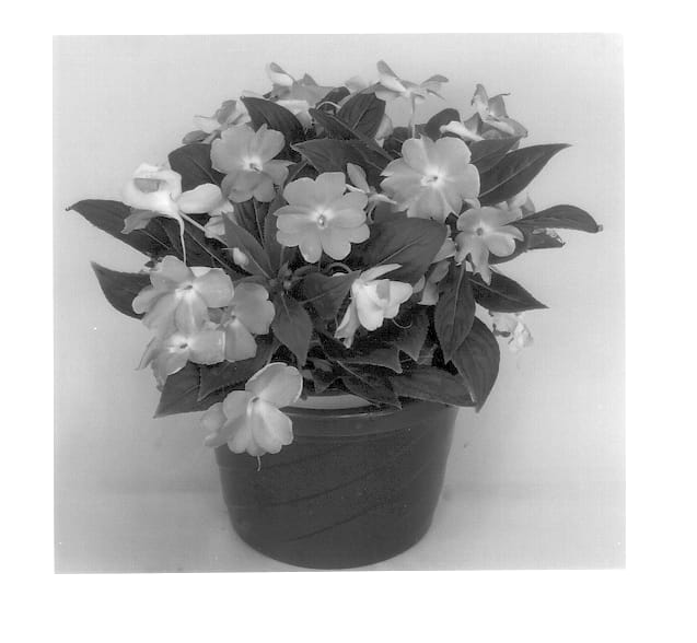 Figure 1 of US plant patent PP14029, the photograph of Kialdan printed in the patent.