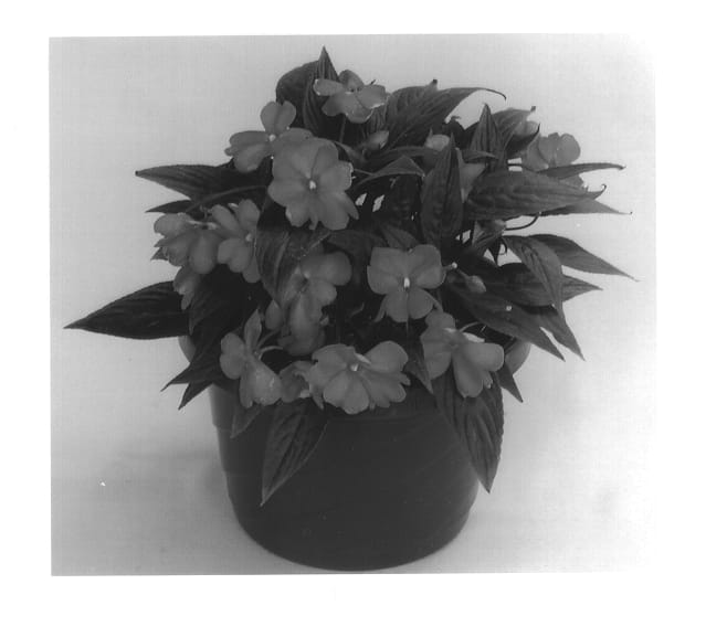 Figure 1 of US plant patent PP14030, the photograph of Kiamara printed in the patent.