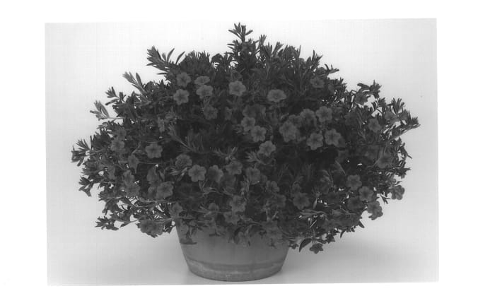 Figure 1 of US plant patent PP14031, the photograph of Illumination Cherry Pink printed in the patent.