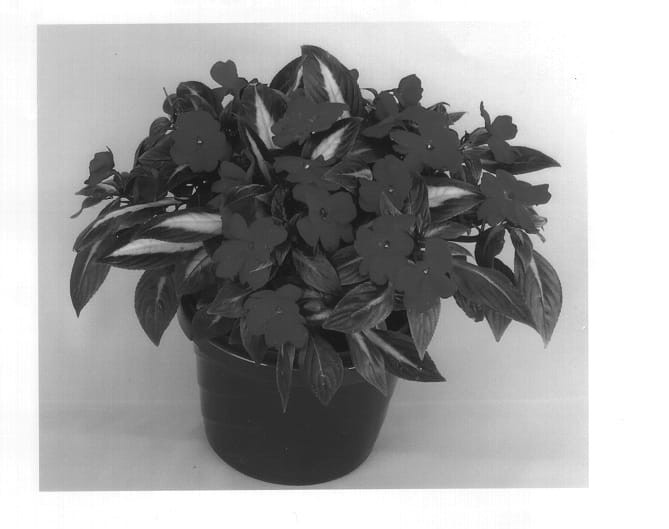 Figure 1 of US plant patent PP14032, the photograph of Kiotoa printed in the patent.