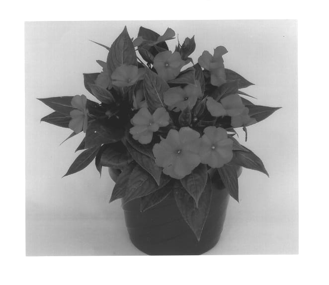 Figure 1 of US plant patent PP14033, the photograph of Kimali printed in the patent.