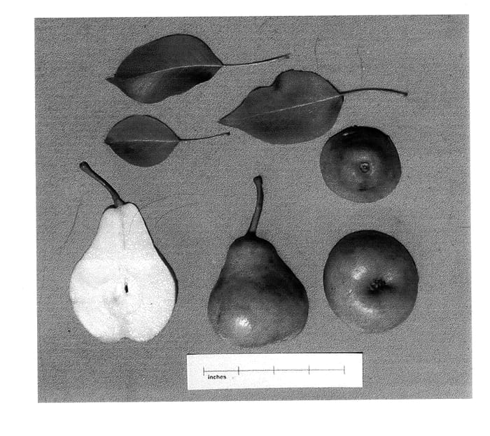 Figure 1 of US plant patent PP14034, the photograph of P448-2 printed in the patent.