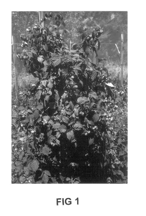 Figure 1 of US plant patent PP14035, the photograph of Motueka printed in the patent.