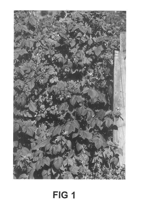 Figure 1 of US plant patent PP14036, the photograph of Tadmor printed in the patent.