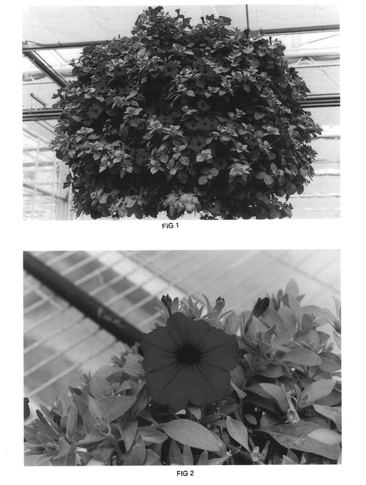 Figure 1 of US plant patent PP14037, the photograph of Kakegawa S36 printed in the patent.