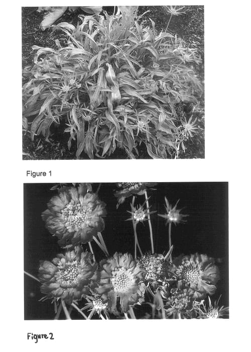 Figure 1 of US plant patent PP14038, the photograph of Ultra Violet printed in the patent.