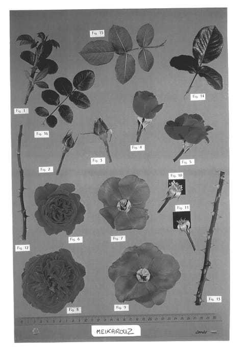 Figure 1 of US plant patent PP14039, the photograph of Meikarouz printed in the patent.