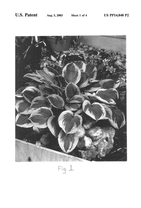 Figure 3 of US plant patent PP14040, the photograph of Twilight printed in the patent.