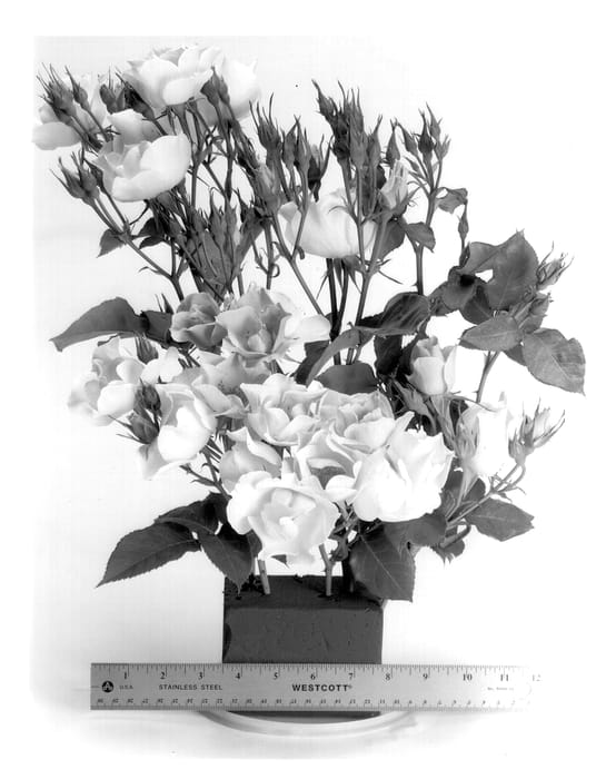 Figure 1 of US plant patent PP14041, the photograph of WEKajazoul printed in the patent.