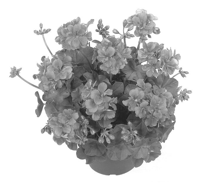 Figure 1 of US plant patent PP14042, the photograph of Duelira printed in the patent.