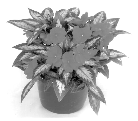 Figure 1 of US plant patent PP14044, the photograph of Kiilia printed in the patent.