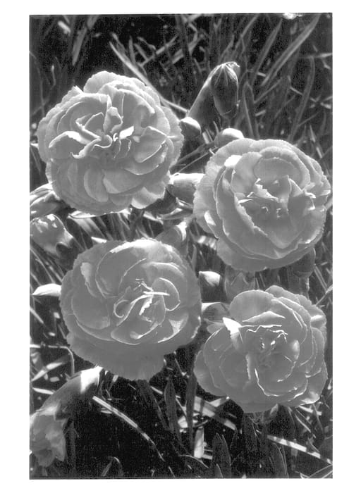 Figure 1 of US plant patent PP14045, the photograph of Valda Louise printed in the patent.