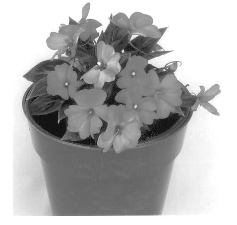 Figure 1 of US plant patent PP14046, the photograph of Kipaqui printed in the patent.